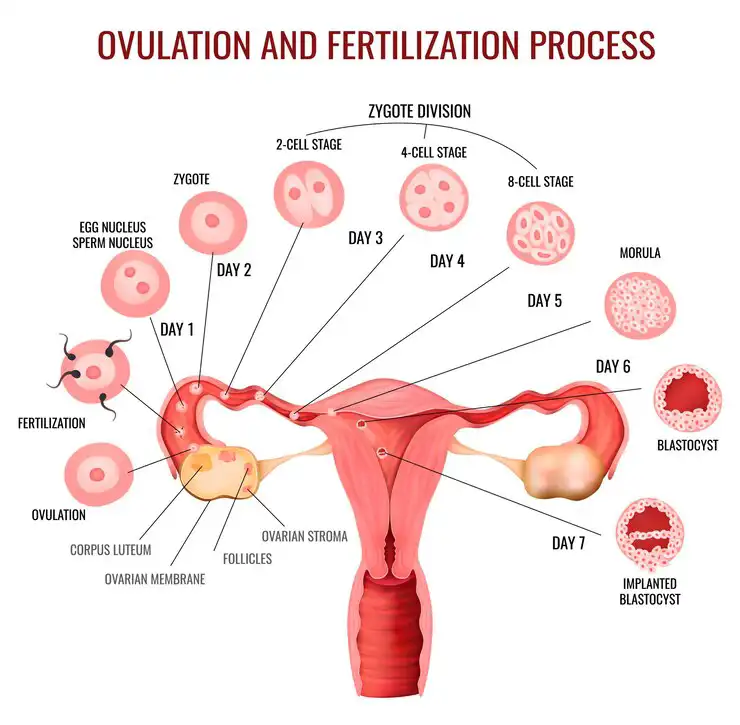 What Is In-Vitro-Fertilization (IVF)? Procedure, Risks, Success Rate, Cost, Complications